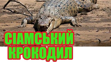 Який сіамський крокодил? Де він живе і чому зменшується популяція ...