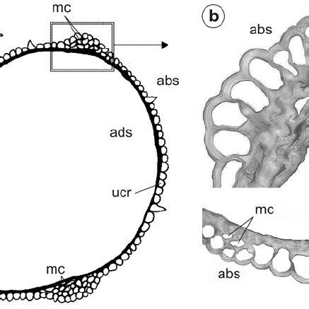 (PDF) Ligule anatomy and morphology of five Poa species