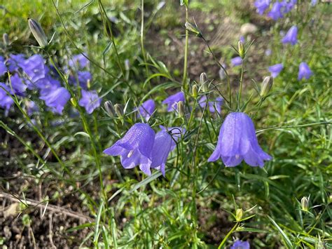 Rundblättrige Glockenblume Bio Saatgut Syringa Samen und Pflanzenshop