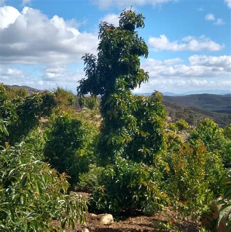 Reed avocados - Greg Alder's Yard Posts: Southern California food gardening