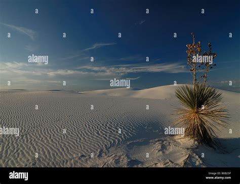 A Lonely Desert Flower In The Rippled Gypsum Sand Dunes In The White