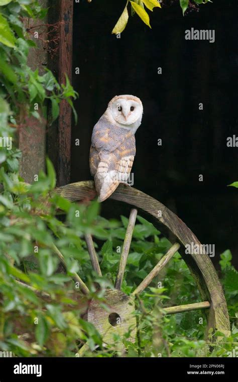 Common Barn Owl Tyto Alba Adult Sitting On A Wooden Wagon Wheel