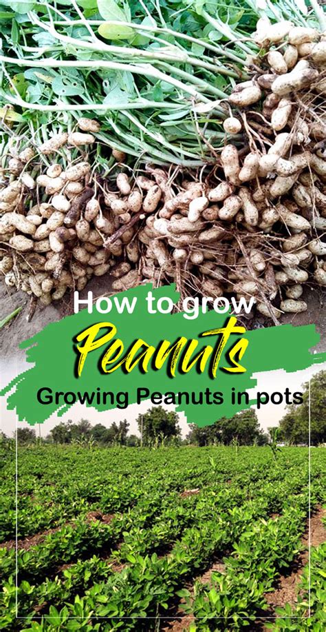 How To Grow Peanuts Growing Peanuts In Pots Groundnut Care Growing Peanuts Vegetable