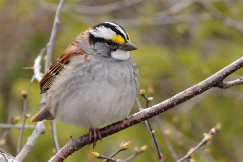 White-throated Sparrow - SpeciesInfo