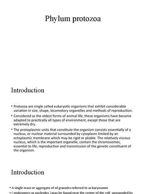 Phylum Protozoa Pdf Protozoa Biology