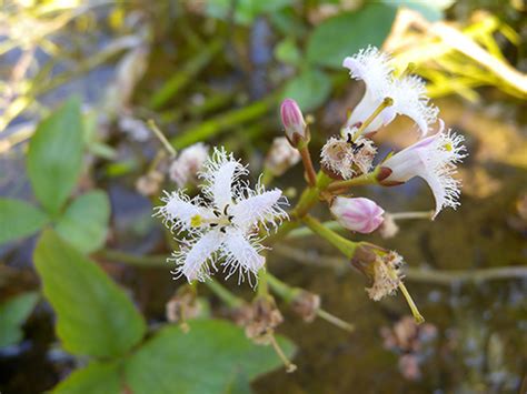 Blume Des Jahres Naturpark Th Ringer Schiefergebirge Obere Saale