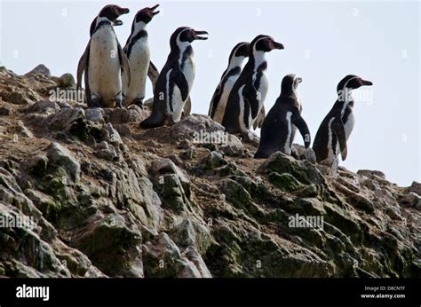 La Reserva Nacional De Paracasel Pingüino De Humboldt Spheniscus