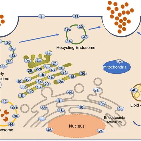 Localization Of Rab Gtpases In The Cell Each Rab Gtpase Has A Specific