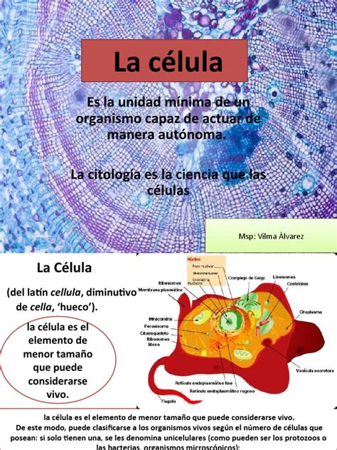 Celula Membrana Celular, Citoplasma 1 | PDF