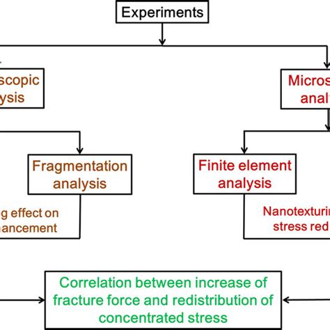 Illustration Of The Systematic Investigation Performed To Elucidate The