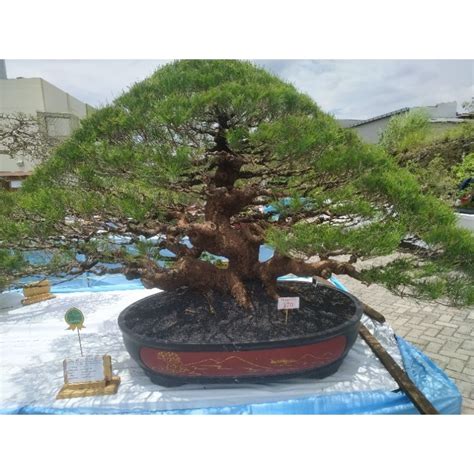 Jual Biji Bonsai Cemara Udang Casuarina Equisetifolia Shopee