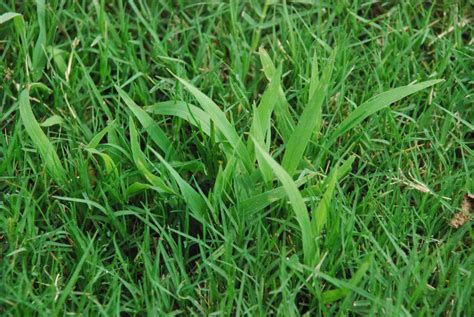 Crabgrass And Heat Equal The Need For Seedlawn Care For Southern Nh And The Merrimack Valley