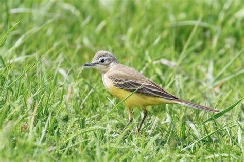 Pájaro amarillo en la hierba western yellow wagtail motacilla flava