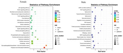 Effects of α Methyltestosterone on the Transcriptome and Sex Hormones in the Brain of