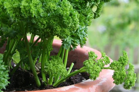 Petersilie Richtig Anbauen Pflegen Ernten Und Frischhalten