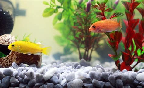 Comment monter son aquarium d’eau douce facilement - Conseils d'experts ...