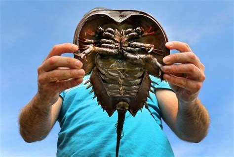 Horseshoe Crab: Living Fossils of the Sea - Civilsdaily