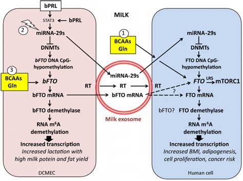 Working Model Presenting Milk Mediated Epigenetic Activation Of