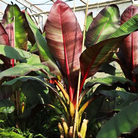 Ensete Maurelii Care All About Growing Red Abyssinian Banana