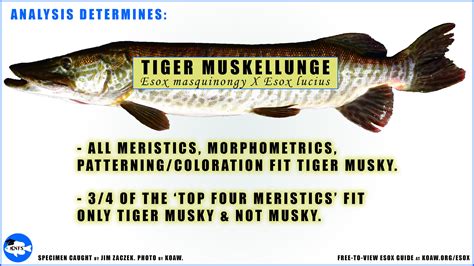 Tigermuskybreakdown — Koaw Nature