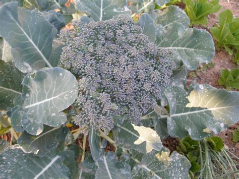 Broccoli Garden Spacing at Richard Brundage blog