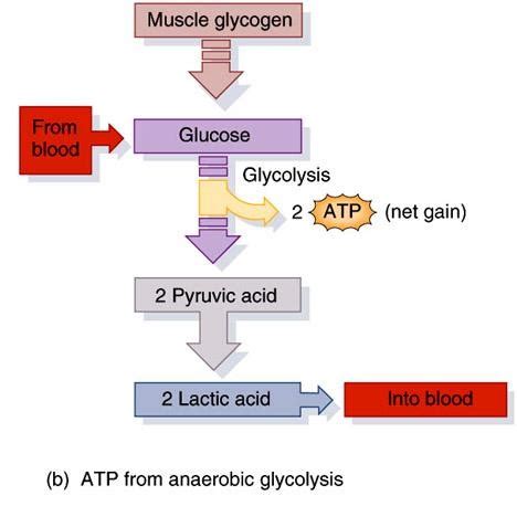 Anaerobic Respiration Flashcards Quizlet