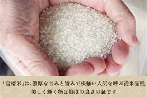 【令和5年産新米】新潟産コシヒカリ「雪椿米」特別栽培米 精米5kg 白米真空パック 従来品種コシヒカリ 加茂市 織原農園 新潟県加茂市