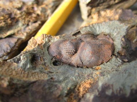Fossil rich matrix - General Fossil Discussion - The Fossil Forum