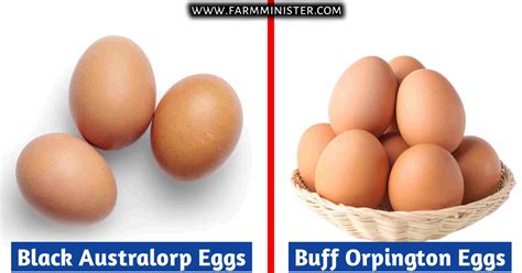 Black Australorp Vs Buff Orpington The 9 Key Differences