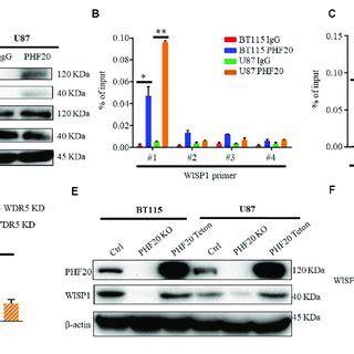 Phf Regulates The Expression Of Wisp By Binding To Its Promoter