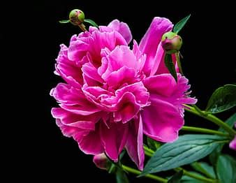 Peony Flower Pink Nature Spring Flower Garden Paeonia Garden