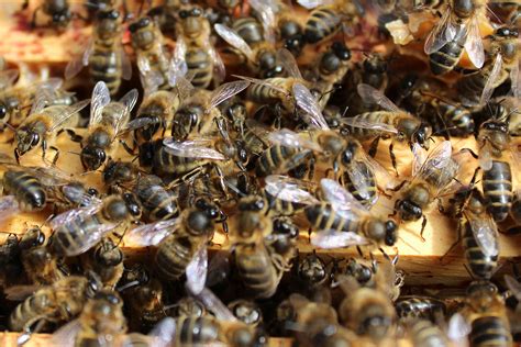 Scottish Native Honey Bee Conservation Project