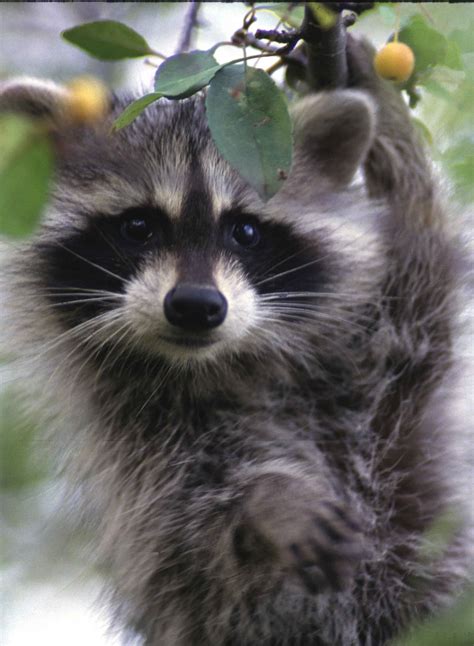 Free picture: raccoon, face, up-close, procyon, lotor