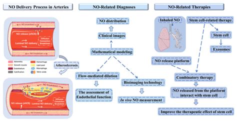 The Delivery Of Nitric Oxide In The Cardiovascular System Implication