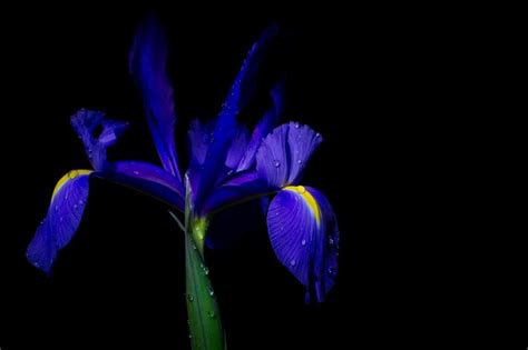 Premium Photo Water Drops On A Blue Iris