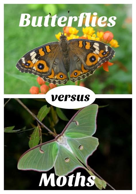 Read about the differences between butterflies and moths. | Moth, Animal pictures, Moth facts