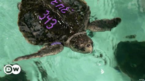 US: Endangered sea turtles nursed back to health – DW – 02/28/2024