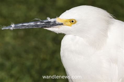 Little Egret vs Snowy Egret: What's the Difference?