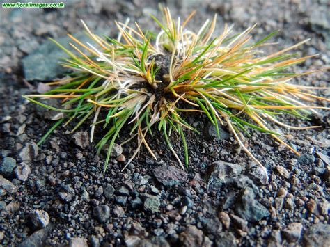 Deschampsia Antarctica Picture 1 Of 3