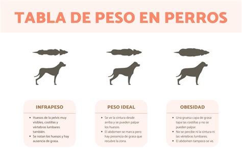 Sobrepeso Y Obesidad En Perros S Ntomas Consecuencias Y Tratamiento