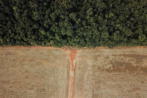 Governo Bolsonaro atinge recorde de desmatamento na Amazônia pela