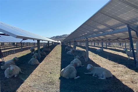 Putting Solar Panels In Grazing Fields Is Good For Sheep 15 Minut