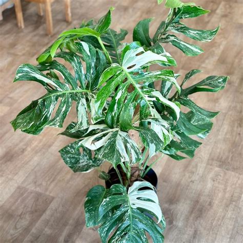 Monstera Deliciosa Albo Variegata Na Ty I Obchod Plantizia Sk