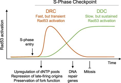 Dna Replication Checkpoint Semantic Scholar