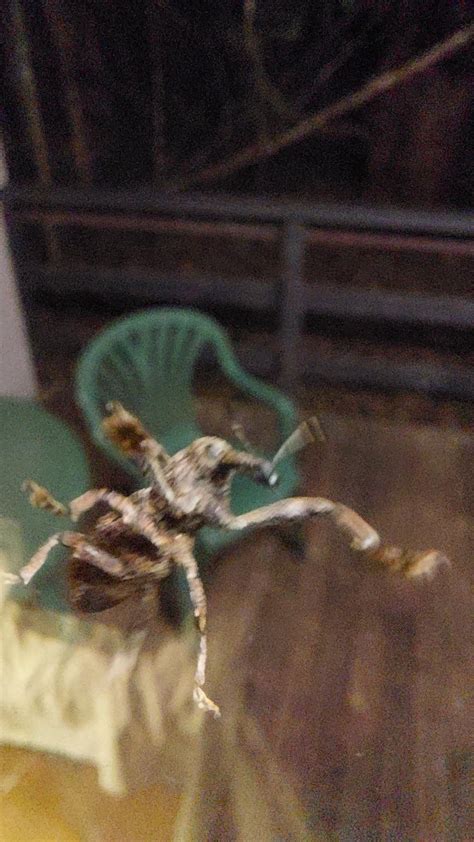 A cute weevil I once found on my window in the rainforest (location: Far North Queensland ...