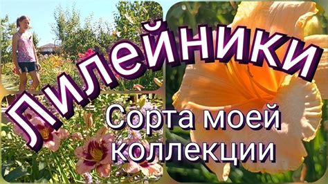 Лилейники - цветы однодневки Сорта моей коллекции Самые красивые, яркие ...