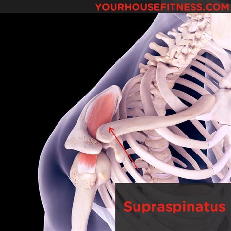 Muscle Breakdown: Supraspinatus