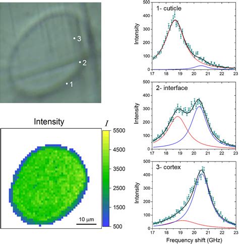 Brillouin Microscopy For The Evaluation Of Hair Micromechanics And