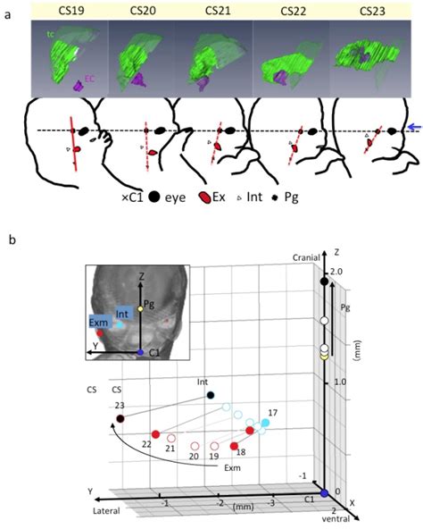 Three Dimensional Analyses Of Human Morphogenesis 京都大学 大学院医学研究科 人間健康科学系専攻 病理学研究室（形態形成医療科学）