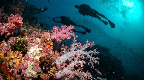 Best Scuba Diving In Thailand Dive Sites You Just Can T